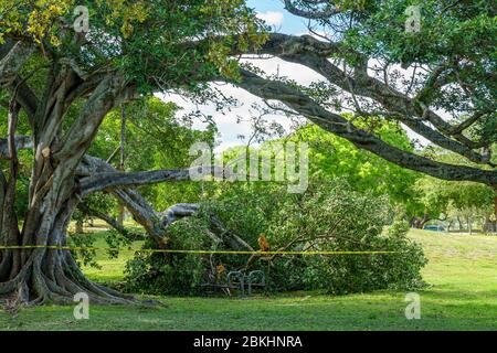 Ein großer Ast gebrochen nach Sturm - Hollywood, Florida, USA Stockfoto