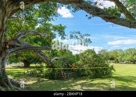 Ein großer Ast gebrochen nach Sturm - Hollywood, Florida, USA Stockfoto