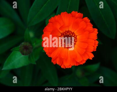 Ein Blick auf den Blütenkopf einer Calendula, Calendula officinalis, in einem Garten in einem englischen Garten. Stockfoto