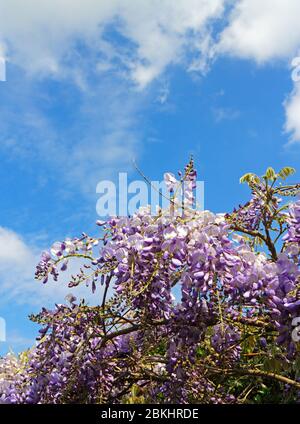 Ein Blick auf eine Wisteria, Wisteria sinensis, die in einem englischen Garten vor einem blauen Himmel blüht. Stockfoto