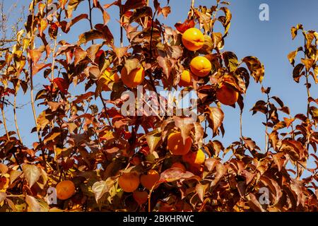 Persimmonbaum mit reifen Früchten, beleuchtet vom Licht der Herbstmorgen Sonne. Kaki Pflaumenbaum. Stockfoto