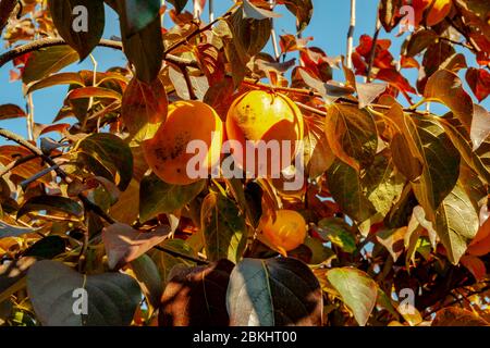 Persimmonbaum mit reifen Früchten, beleuchtet vom Licht der Herbstmorgen Sonne. Kaki Pflaumenbaum. Stockfoto