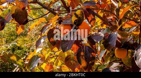 Persimmonbaum mit reifen Früchten, beleuchtet vom Licht der Herbstmorgen Sonne. Kaki Pflaumenbaum. Stockfoto