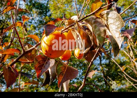 Persimmonbaum mit reifen Früchten, beleuchtet vom Licht der Herbstmorgen Sonne. Kaki Pflaumenbaum. Stockfoto