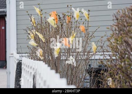 Schwedische Tradition der farbigen Federn für ostern in einem Baum Stockfoto