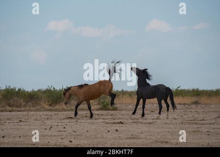 Wilde Mustangs kämpfen um Territorium und das Recht, sich zu paaren. Diese Mustangs sind Teil der Onaqui Mountain Herde in West-Utah, USA. Stockfoto