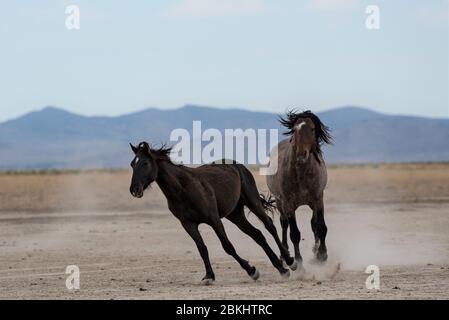 Wilde Mustangs kämpfen um Territorium und das Recht, sich zu paaren. Diese Mustangs sind Teil der Onaqui Mountain Herde in West-Utah, USA. Stockfoto
