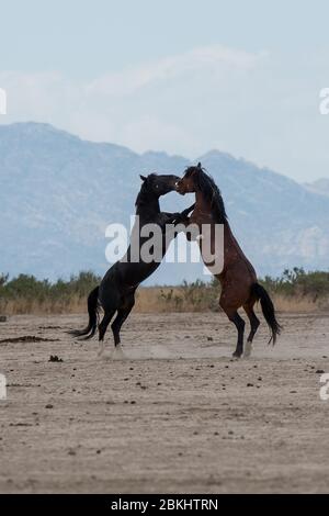 Wilde Mustangs kämpfen um Territorium und das Recht, sich zu paaren. Diese Mustangs sind Teil der Onaqui Mountain Herde in West-Utah, USA. Stockfoto