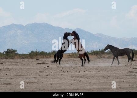 Wilde Mustangs kämpfen um Territorium und das Recht, sich zu paaren. Diese Mustangs sind Teil der Onaqui Mountain Herde in West-Utah, USA. Stockfoto