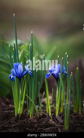 Nahaufnahme von Miniatur-Irisblumen, die an einem Frühlingstag im Garten blühen. Stockfoto
