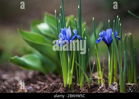 Nahaufnahme von Miniatur-Irisblüten im Garten an einem Frühlingstag. Stockfoto