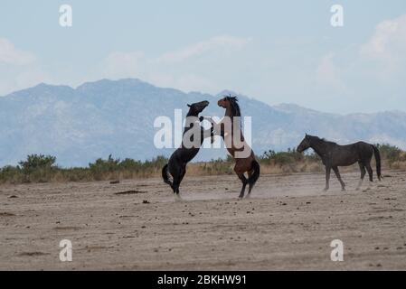 Wilde Mustangs kämpfen um Territorium und das Recht, sich zu paaren. Diese Mustangs sind Teil der Onaqui Mountain Herde in West-Utah, USA. Stockfoto