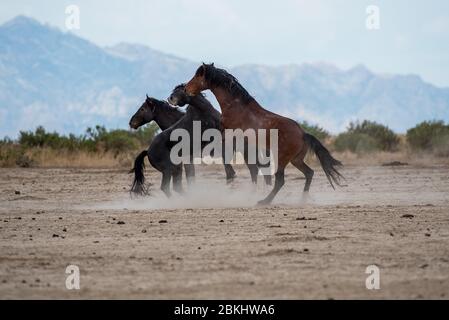 Wilde Mustangs kämpfen um Territorium und das Recht, sich zu paaren. Diese Mustangs sind Teil der Onaqui Mountain Herde in West-Utah, USA. Stockfoto