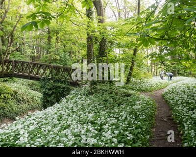 Ein Blick auf zwei Menschen in der Ferne sammeln Ernte wild Holzwald Knoblauch in Blüte Lichtung Boden in Shorwell Mit der Brücke Fußweg wi Stockfoto