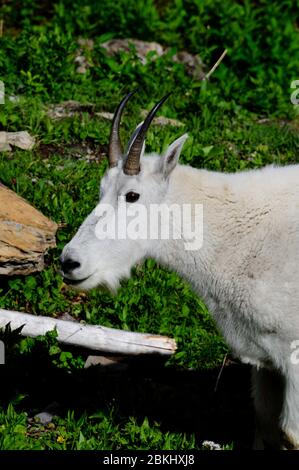 Bergziegen leben in hohen Bergen, zwischen Klippen, die für die meisten Raubtiere unzugänglich sind. Stockfoto