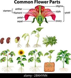 Diagramm mit gemeinsamen Blumenteilen auf weißem Hintergrund Illustration Stock Vektor