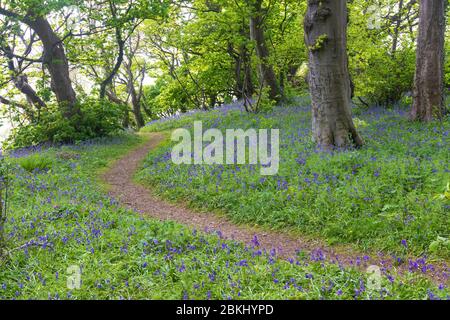 Bluebells in Bathing House Woods Dalgety Bay Fife Stockfoto