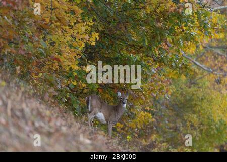 USA, Virginia, Shenandoah Nationalpark im Herbst, Weißschwanzhirsch (Odocoileus virginianus) Stockfoto