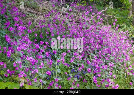 Ehrlichkeit (Lunaria annua) blüht Dalgety Bay, Fife, Schottland Stockfoto