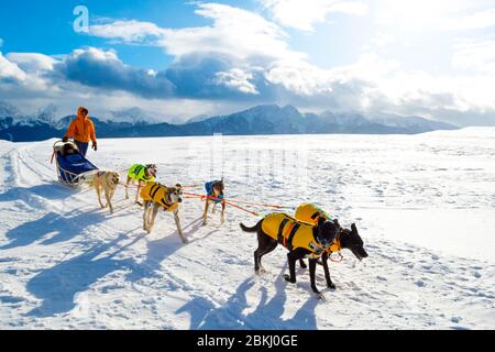 Schlittenhunde ziehen im Winter Rodel in polnischen Berg. Stockfoto