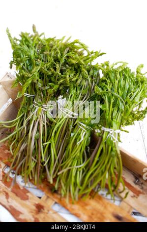 Frankreich, Aveyron (12), Villefranche de Rouergue, Markt, wilder Spargel Stockfoto