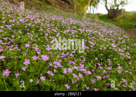 Pink Purslane eine Waldpflanze, die nach Rote Bete schmeckt Stockfoto