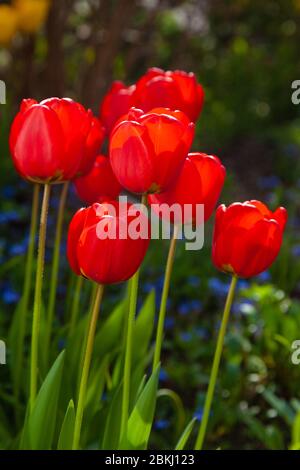 Eine Gruppe von leuchtend roten Tulpen vor einem dunklen Hintergrund beleuchtet zurück. Stockfoto