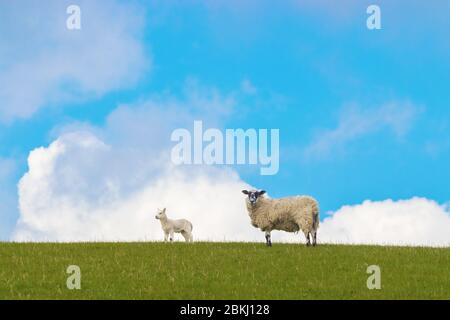 Ein junges Lamm steht neben ihrer Mutter auf einem Hügel, Fife, Schottland Stockfoto