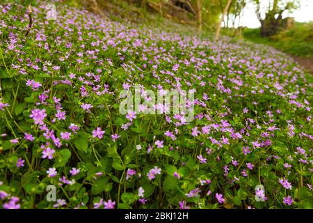 Pink Purslane eine Waldpflanze, die nach Rote Bete schmeckt Stockfoto