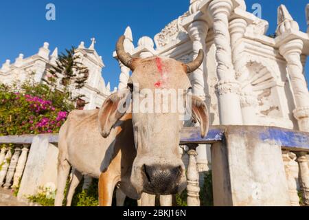 Indien, Daman und Diu Territory, Diu District, heilige Kuh vor der Kirche des heiligen Paulus Stockfoto