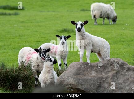 Preston, Lancashire, Großbritannien. Mai 2020. Lämmer genießen einen weiteren schönen Tag in einigen der besten Wetter zum Lambing jemals in Chipping, Preston, Lancashire. GROSSBRITANNIEN. Quelle: John Eveson / Alamy Live News Stockfoto