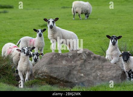 Preston, Lancashire, Großbritannien. Mai 2020. Lämmer genießen einen weiteren schönen Tag in einigen der besten Wetter zum Lambing jemals in Chipping, Preston, Lancashire. GROSSBRITANNIEN. Quelle: John Eveson / Alamy Live News Stockfoto