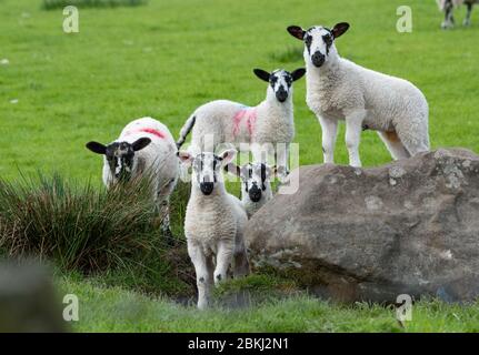 Preston, Lancashire, Großbritannien. Mai 2020. Lämmer genießen einen weiteren schönen Tag in einigen der besten Wetter zum Lambing jemals in Chipping, Preston, Lancashire. GROSSBRITANNIEN. Quelle: John Eveson / Alamy Live News Stockfoto