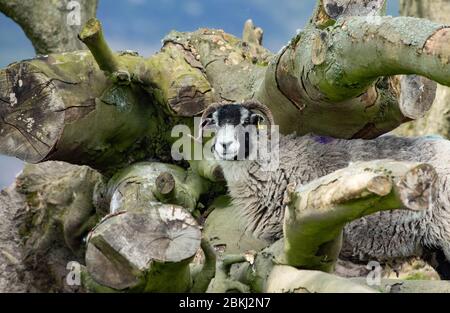 Preston, Lancashire, Großbritannien. Mai 2020. Ein Swaledale-ewe genießt einen weiteren schönen Tag bei dem besten Wetter, das es je gab, in Chipping, Preston, Lancashire. GROSSBRITANNIEN. Quelle: John Eveson / Alamy Live News Stockfoto