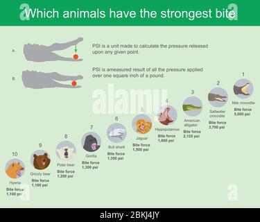 Welche Tiere haben den stärksten Biss. Die Kieferknochen jedes Tieres sind von unterschiedlicher Stärke, durch kann die Bisskraft in Pfund Kraft pro Quadrat zu messen Stock Vektor