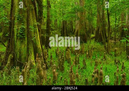 Die Sumpflandschaft der Congaree Nationalpark Stockfoto