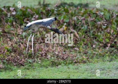 Holz-Storch (Mycteria Americana), Pantanal, Mato Grosso, Brasilien Stockfoto