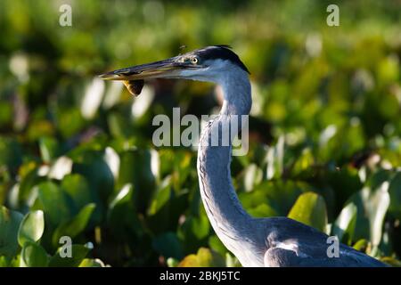 Cocoi Heron (Ardea cocoi), Pantanal, Mato Grosso, Brasilien Stockfoto