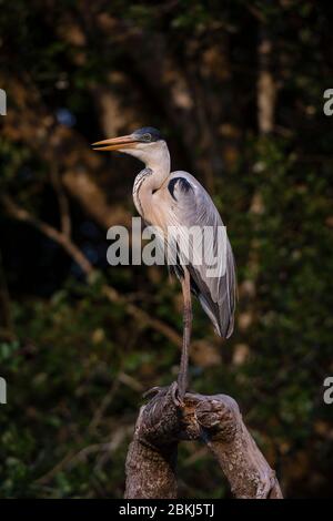 Cocoi Heron (Ardea cocoi), Pantanal, Mato Grosso, Brasilien Stockfoto