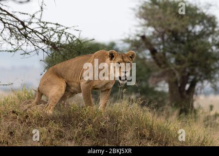 Löwin (Panthera leo), Seronera, Serengeti-Nationalpark, Tansania Stockfoto