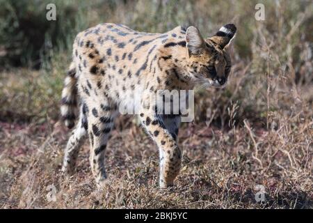 Serval (Leptailurus serval), Ndutu, Ngorongoro Conservation Area, Serengeti, Tansania Stockfoto