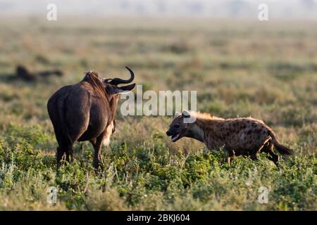 Eine gefleckte Hyäne (Crocuta crocuta), die einen blauen Gnus (Connochaetes taurinus), Ndutu, Ngorongoro Conservation Area, Serengeti, Tansania, verfolgt Stockfoto