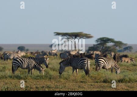 Ebenen Zebras (Equus quagga), Ndutu, Ngorongoro Conservation Area, Serengeti, Tansania Stockfoto