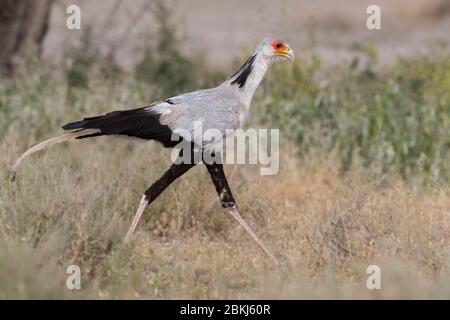 Sekretär (Sagittarius serpentarius), Ndutu, Ngorongoro Conservation Area, Serengeti, Tansania Stockfoto