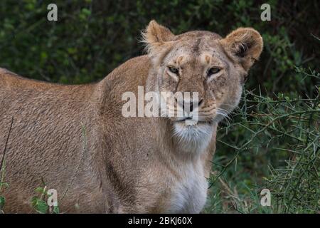 Löwe (Panthera leo), Ndutu, Ngorongoro Conservation Area, Serengeti, Tansania Stockfoto