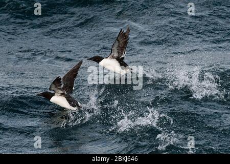 Bruennich's Guillemots (Uria lomvia), Alkefjellet, Spitzbergen, Svalbard Islands, Norwegen Stockfoto