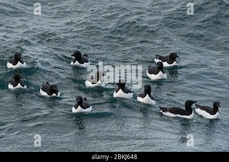 Bruennich's Guillemots (Uria lomvia), Alkefjellet, Spitzbergen, Svalbard Islands, Norwegen Stockfoto