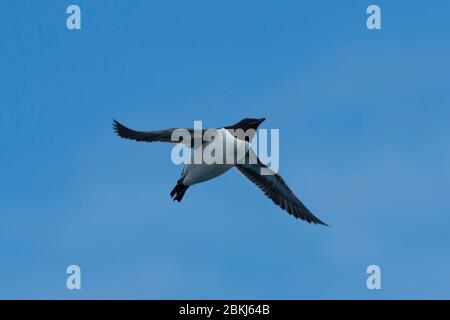 Bruennich's Guillemot (Uria lomvia), Alkefjellet, Spitzbergen, Svalbard Islands, Norwegen Stockfoto