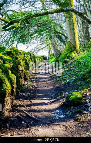 Alte Landweg mit Moos bedeckt Trockenmauern Cumbria UK Stockfoto