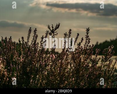 Heather Busch wächst auf Dünen von ehemaligen Training militärischen Boden. Sonnenuntergang. Selektiver Fokus. Stockfoto